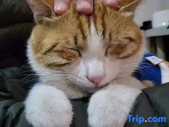 Pingtan MEOW Marcia Holiday Hostel (Aoqian Branch)