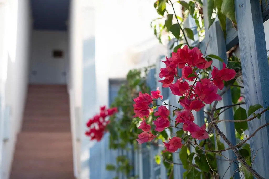 La Posidonia - Chambres