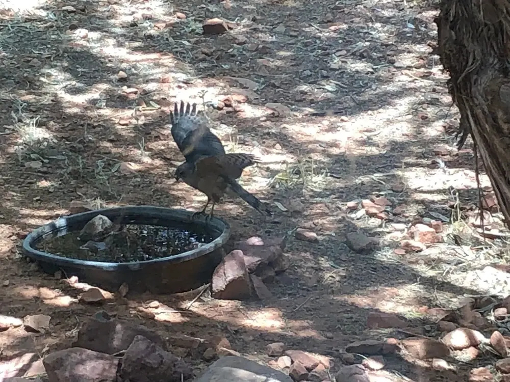 Sedona Quail Haven