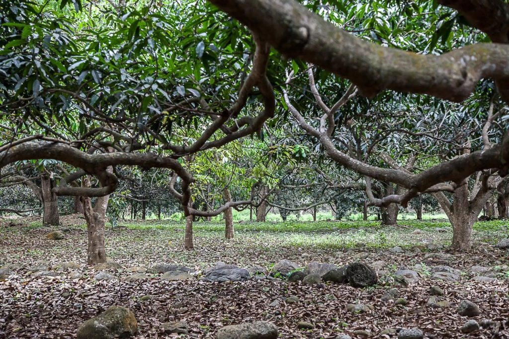 Mango Selva Bio Hotel - Général