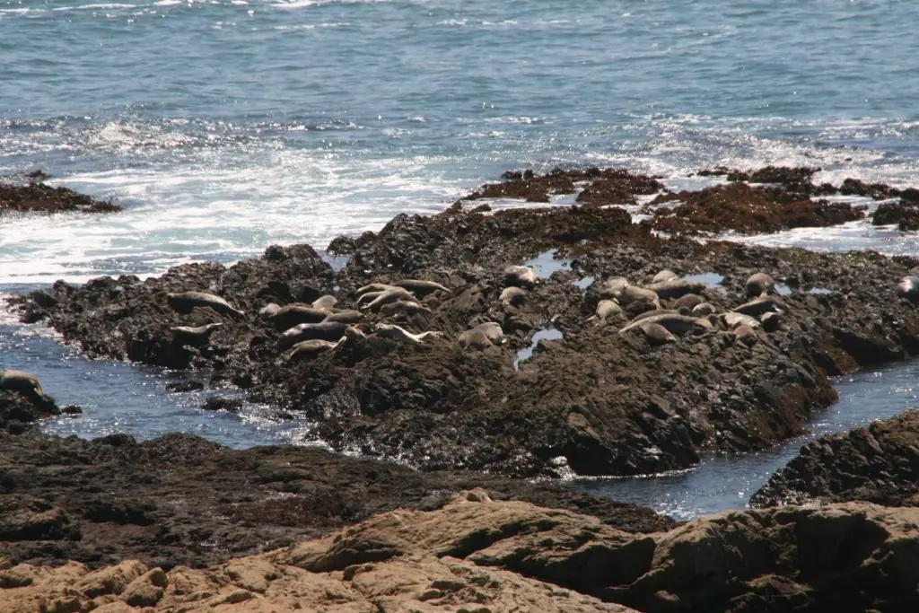 Oceanfront Inn at Shelter Cove - Chambres
