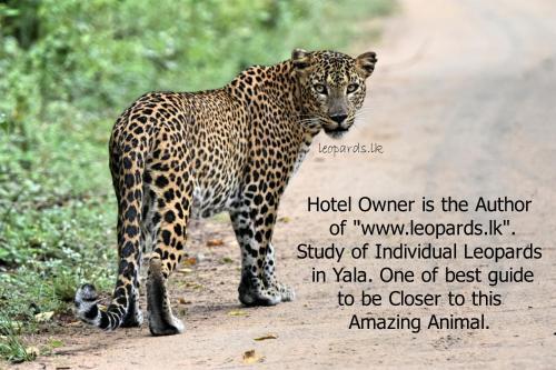 Ceylon Wild Safaris Yala