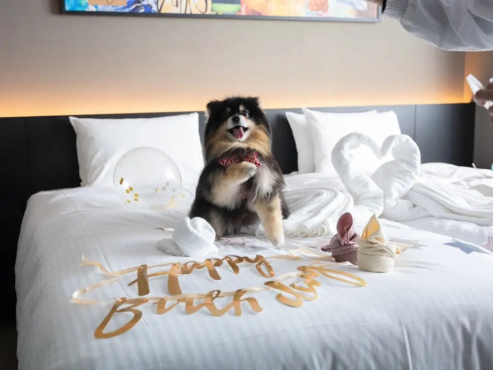 hotel anddoggy Kyoto Nijo 사진 19