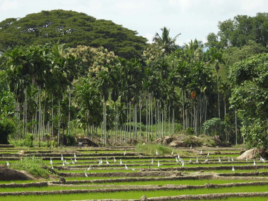 Jetwing Kaduruketha