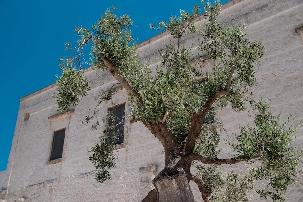 Masseria Montalbano