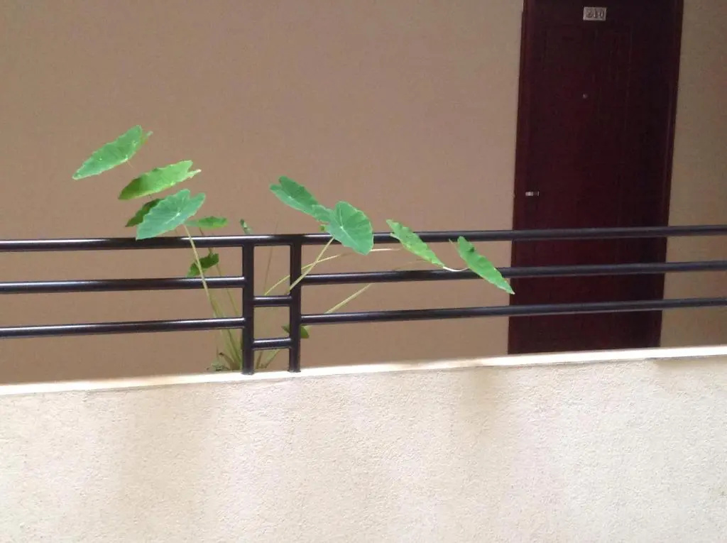 Palm Palace Hotel - Chambres