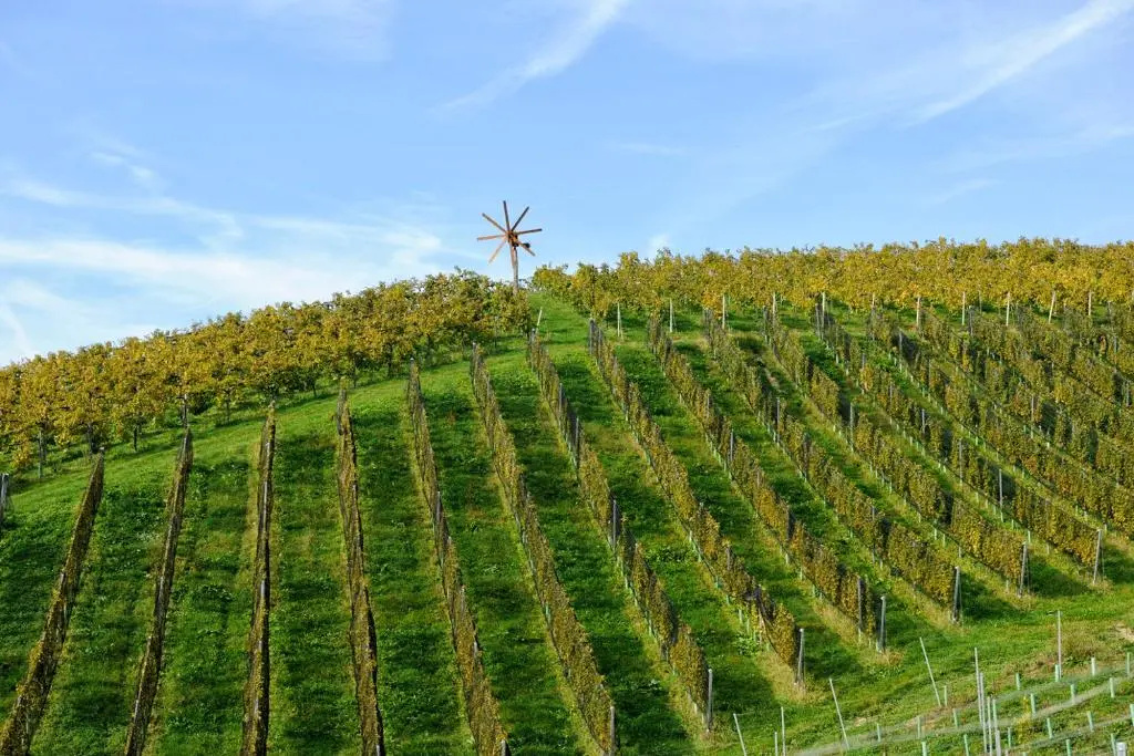 Zirngast Weingut-Buschenschank-Gästezimmer - Chambres