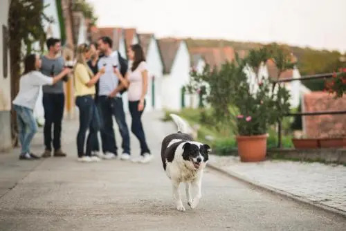 Hotel Cabernet - фото 27