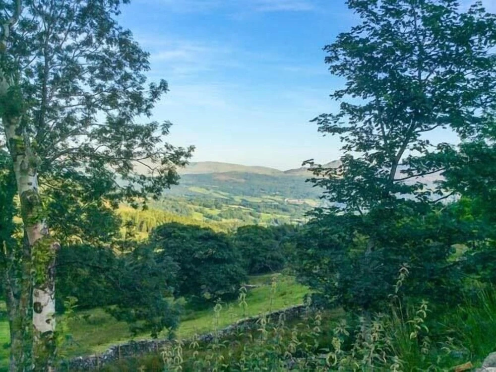 Tyn Llwyn