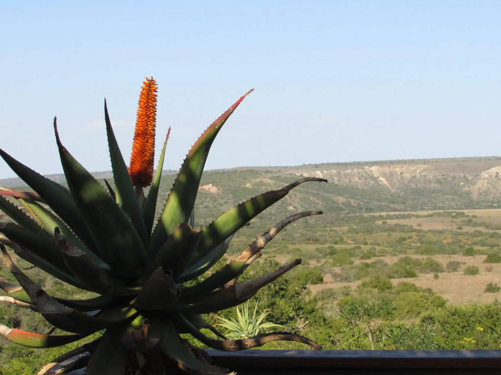 Woodbury Lodge - Amakhala Game Reserve - фото 34