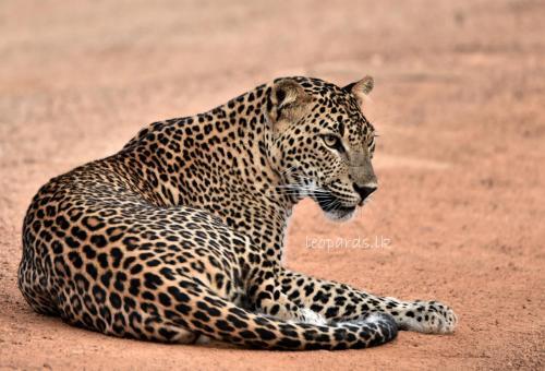 Ceylon Wild Safaris Yala