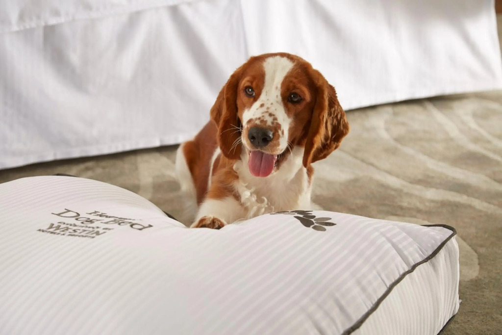 Le Westin Tremblant - фото 18