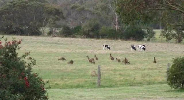 Woody Grange Chalets — фото 4