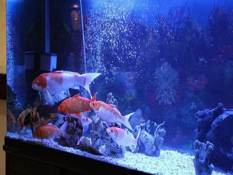 Dream Inn Hotel and Suites - фото 10