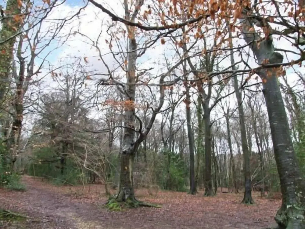 Rowan Studio