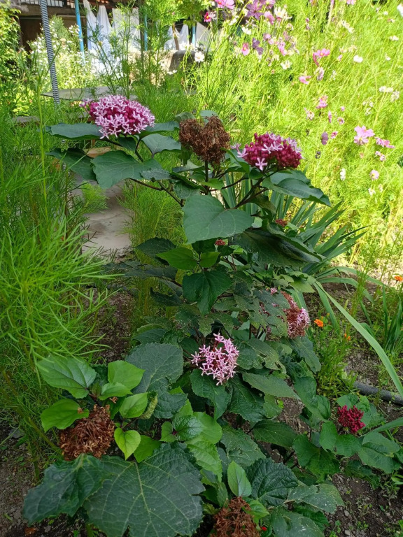 Selina Guest House - фото 2