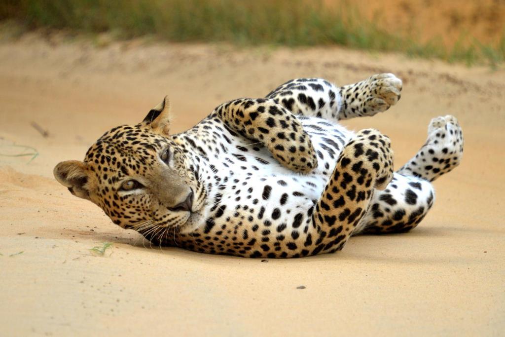 Mahoora Tented Safari Camp - Yala
