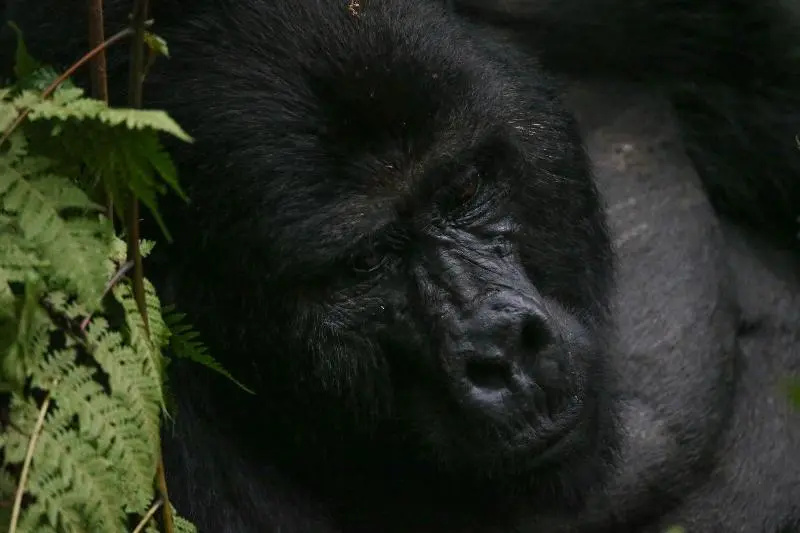 Gorilla Safari Lodge - Général