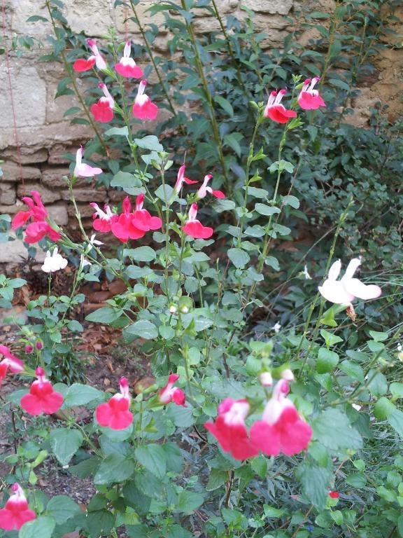 Le Petit Domeynes