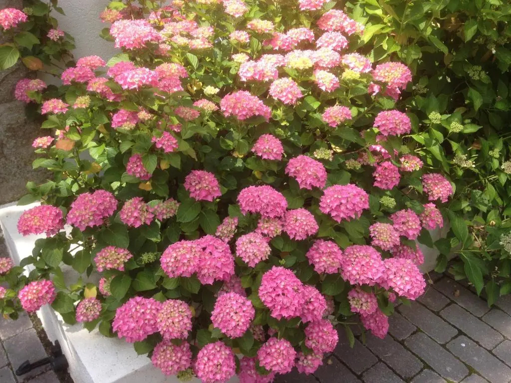 Les Hortensias - Chambres