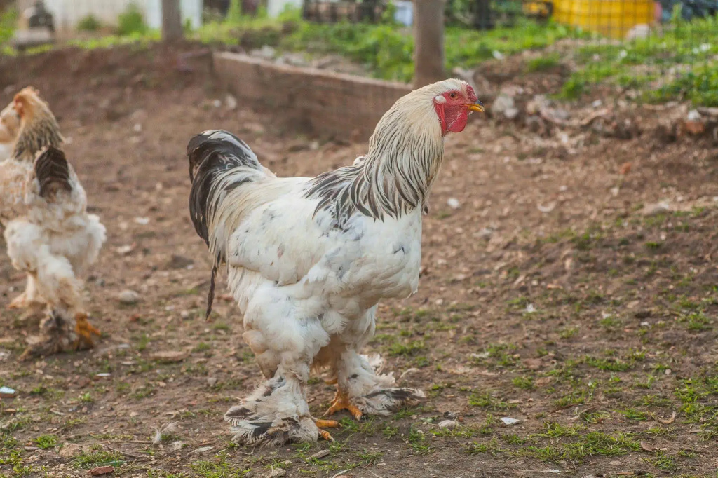 Il Gallo con gli Stivali