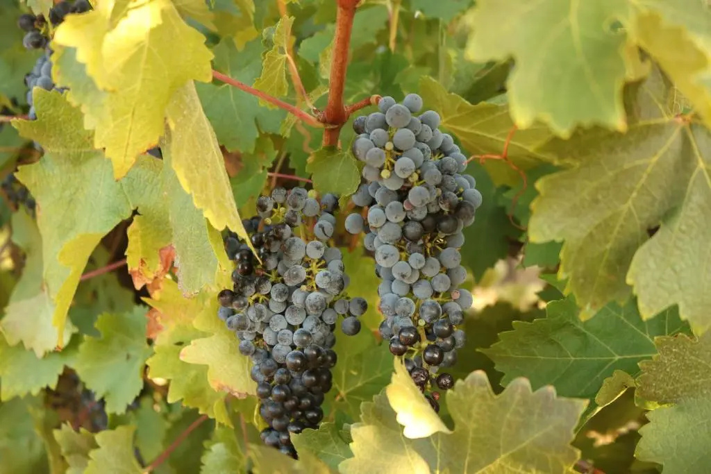 Linger Longer Vineyard Bed and Breakfast - Chambres