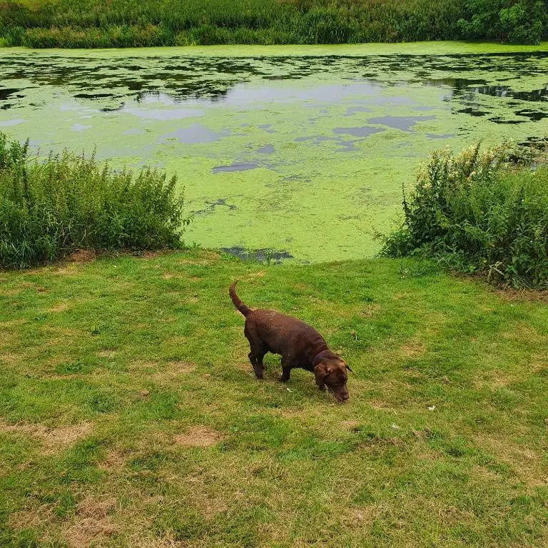 Alfie's House