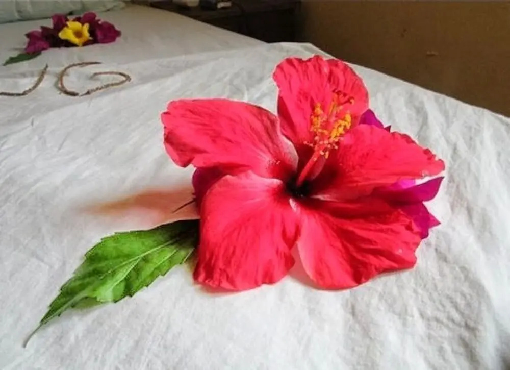 Kiwengwa Bungalow Boutique Resort - Général