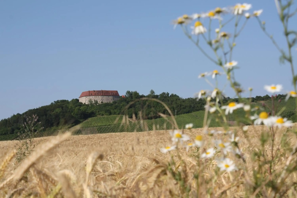 Schwarzer Adler Weingut - Général