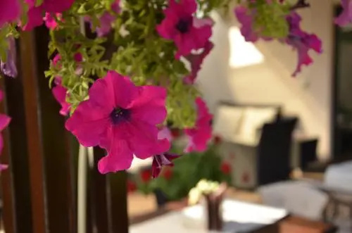 Balcony & Terrace