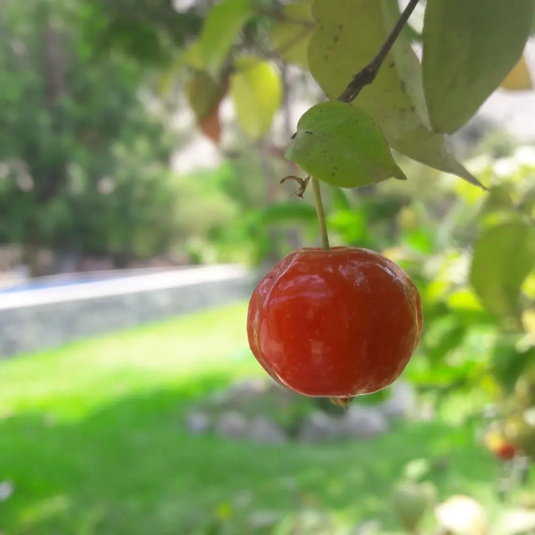 Refugio de Santiago Ecolodge - фото 36