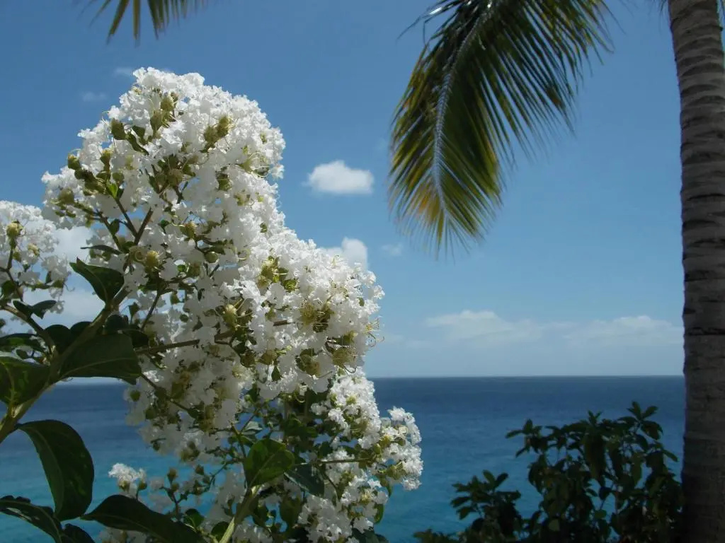 Bon Bini Lagun Curacao - Général