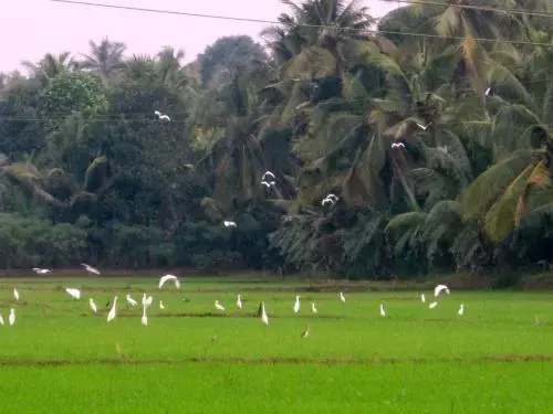 GK`s Riverview Homestay