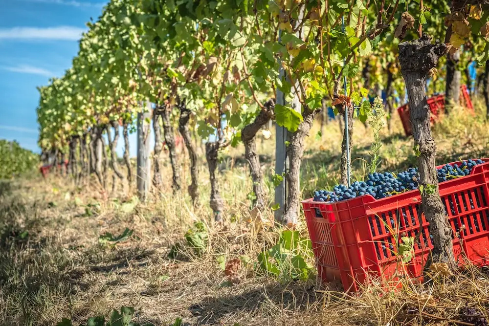 Agriturismo Rivetto