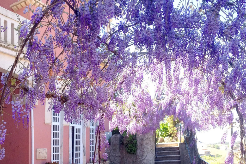 Alegre - Bussaco Boutique Hotel