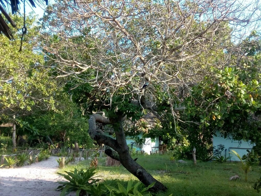 Mangrove beach bungalows