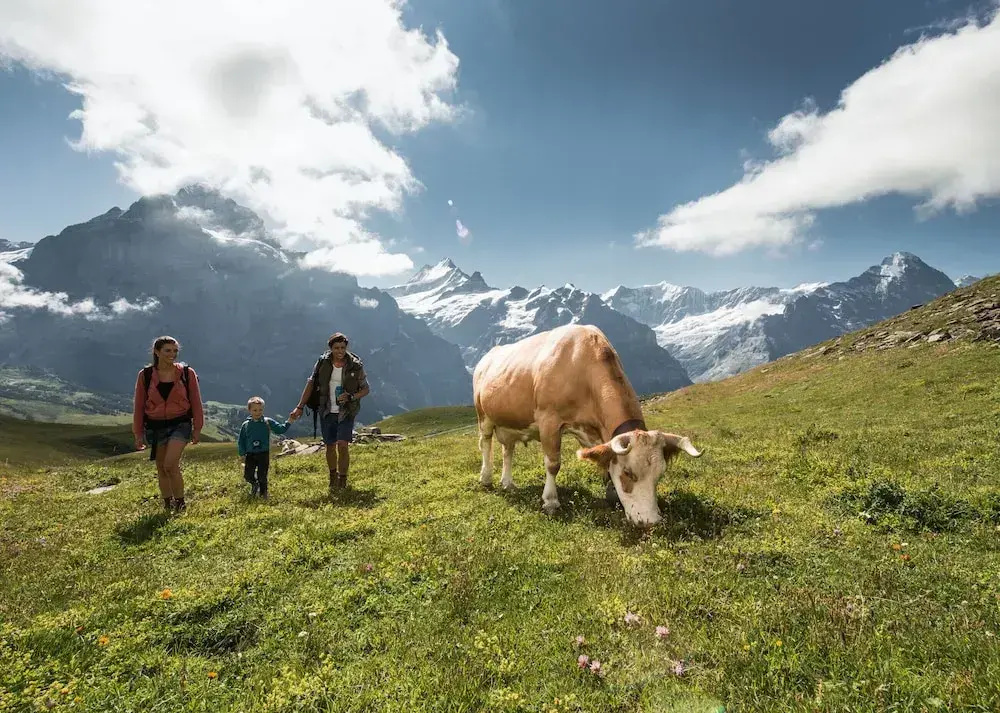 Hotel Alpenrose Wengen - Général