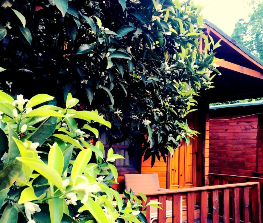 Standard Bungalow