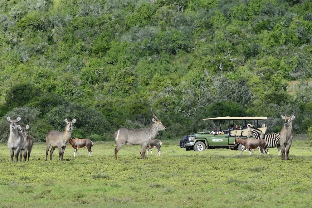 Shamwari Sarili Lodge - фото 21