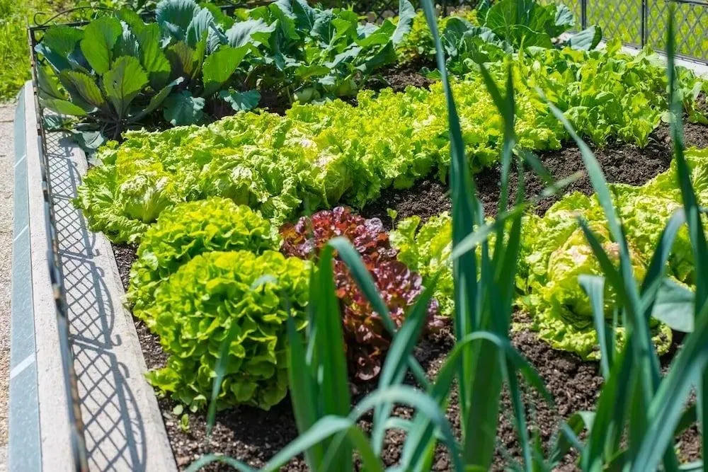 Maurachhof
