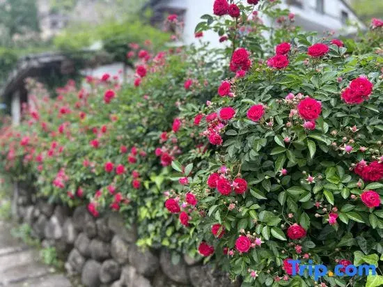Yanyuan Boutique Hostel