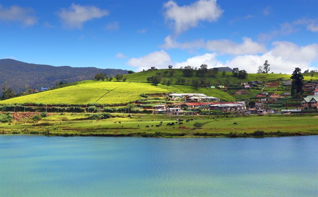 Oak Ray Summer Hill Breeze