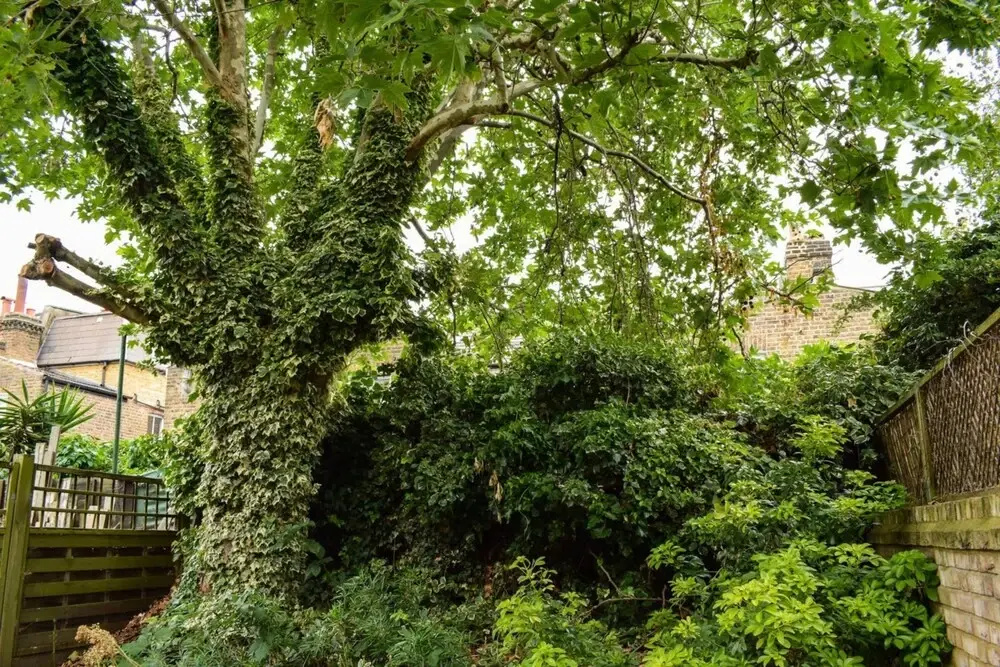 Fantastic 2 Bedroom Shepherds Bush Garden Flat