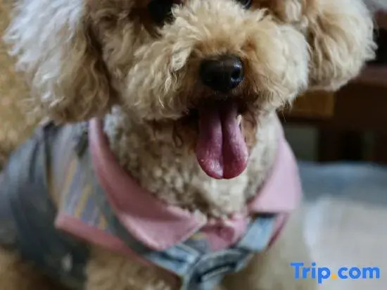 Dalian Amano Villa — фото 2