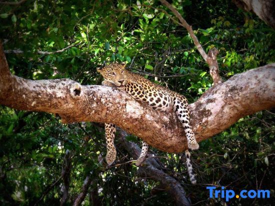Mahoora Tented Safari Camp - Wilpattu