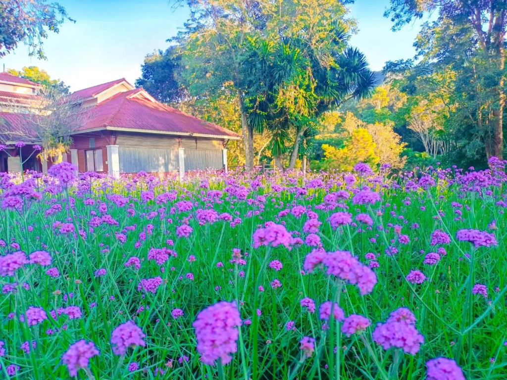 Phurua Resort