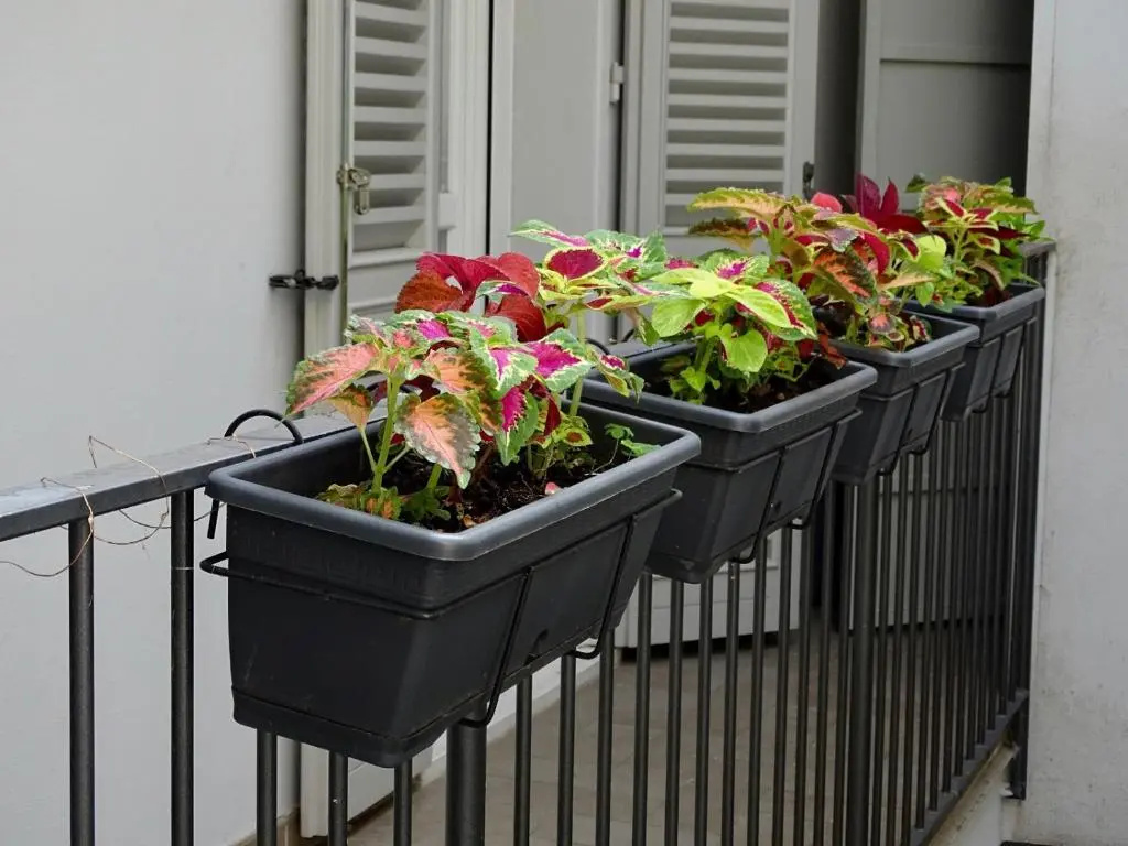 Balcony & Terrace