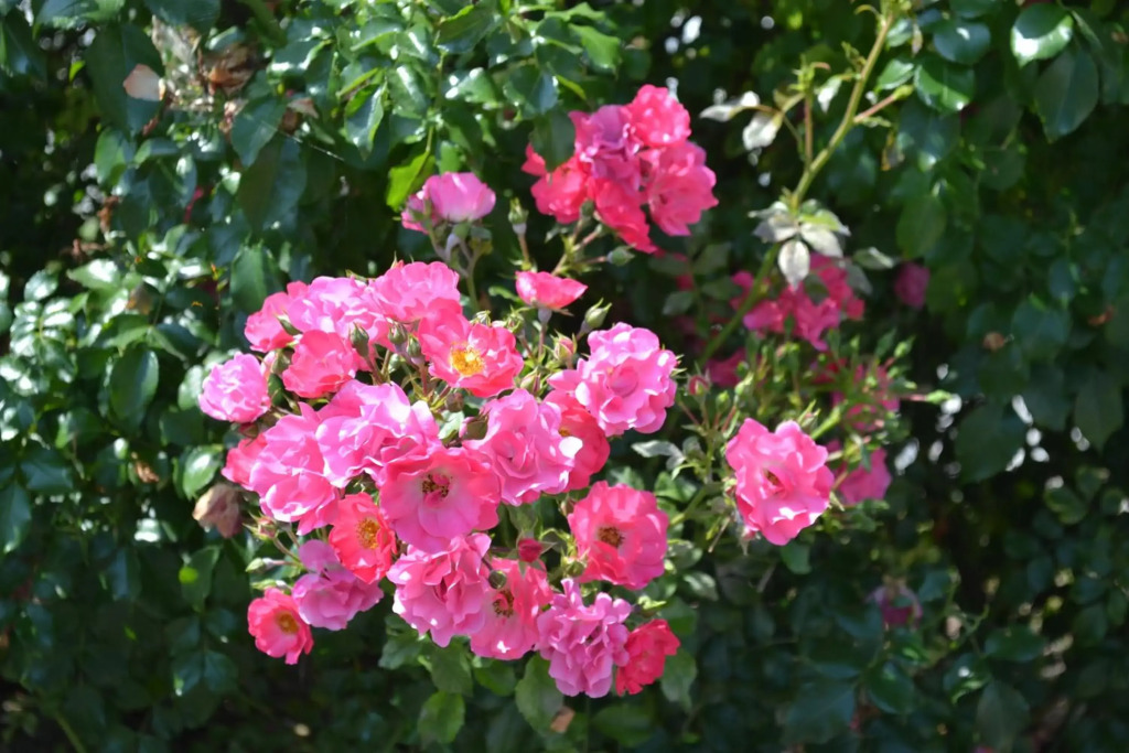 Image 27