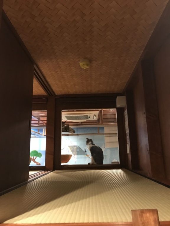 Cat Spa & Cat Ryokan Neco Republic Osaka 사진 16