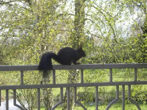 Balcony & Terrace